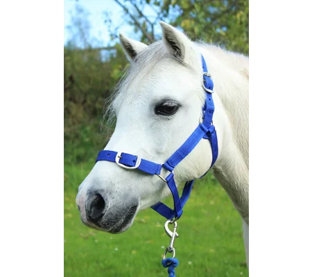 Gallop Headcollar & Lead Rope Set Royal