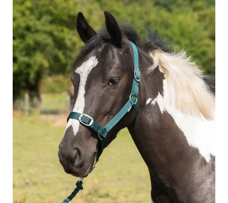 Gallop Headcollar & Lead Rope Set Green