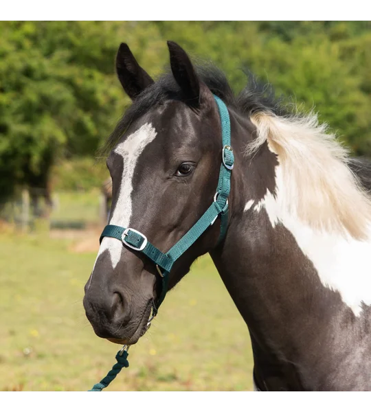 Gallop Headcollar & Lead Rope Set Green