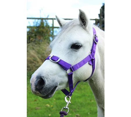 Gallop Headcollar & Lead Rope Set Purple