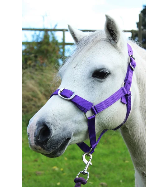Gallop Headcollar & Lead Rope Set Purple