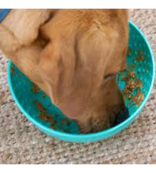 Ancol Orva Lick Wobble Bowl Green - 21 Cm