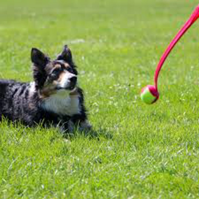 Additional Image for Ancol Playtime Chase Tennis Ball Launcher - 65 Cm