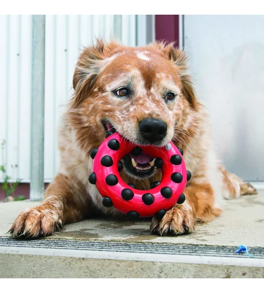 Kong Dotz Circle