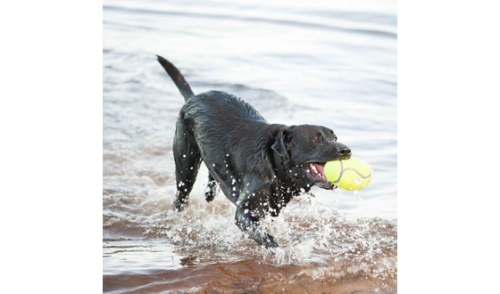 Category Image for KONG