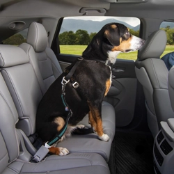 Kurgo Direct To Seatbelt Swivel Tether Blue