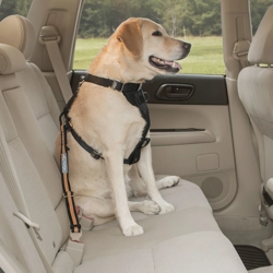 Kurgo Direct To Seatbelt Tether Black/Orange