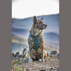 Kurgo Journey Air Harness Blue