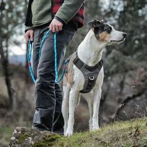 COLLARS, HARNESSES, LEADS & TAGS