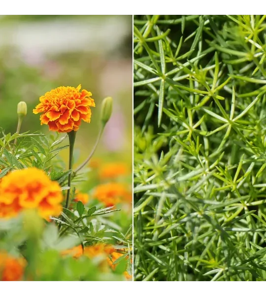 Horse Straights Direct Marigold & Cleavers Mix - 1 Kg