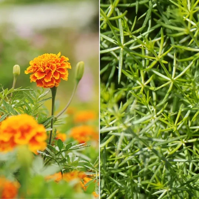 Additional Image for Horse Straights Direct Marigold & Cleavers Mix - 1 Kg