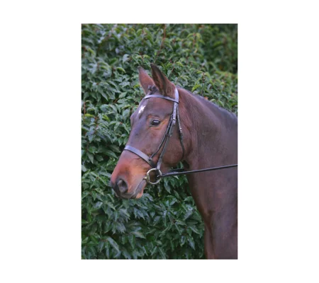 Hy Equestrian Hunter Bridle with Rubber Grip Reins - Brown