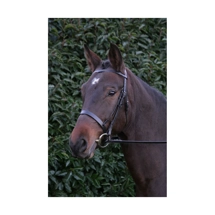 Hy Equestrian Hunter Br..