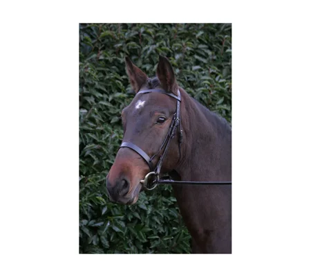 Hy Equestrian Hunter Bridle with Rubber Grip Reins - Black