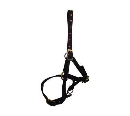 Hy Equestrian Foal Head Collar - Black - One Size