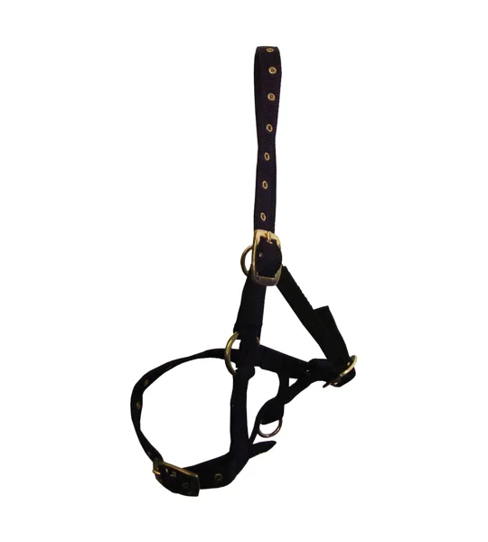 Hy Equestrian Foal Head Collar - Black - One Size