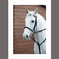 Hy Equestrian Market Harborough - Black - Cob/Full