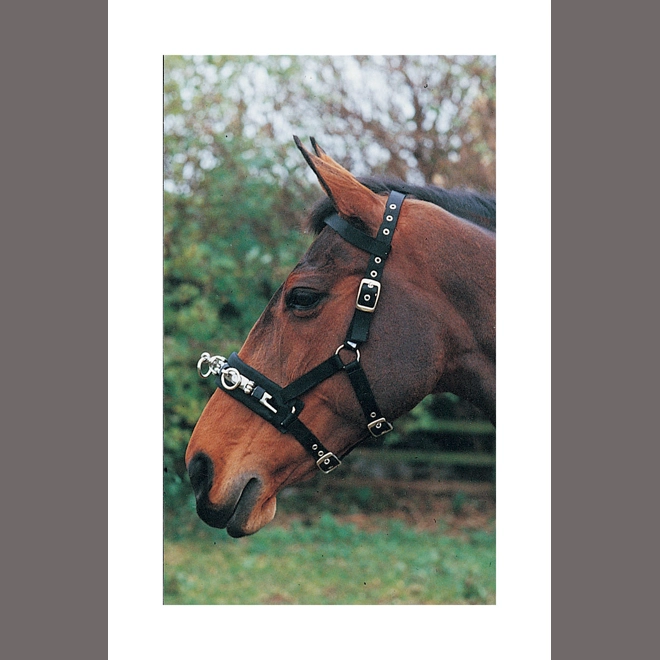 product Image for Hy Equestrian Lunge Cavesson - Black
