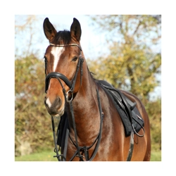 Hy Equestrian Rosciano Rose Gold Bridle - Black/Rose Gold