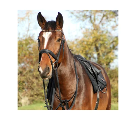 Hy Equestrian Rosciano Rose Gold Bridle - Black/Rose Gold