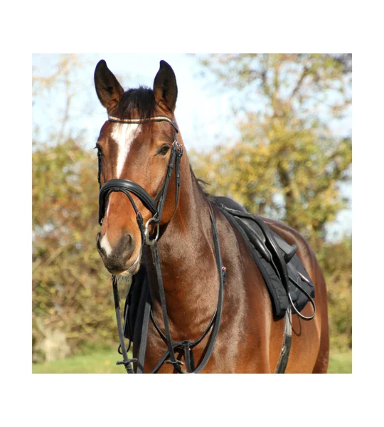 Hy Equestrian Rosciano Rose Gold Bridle - Black/Rose Gold