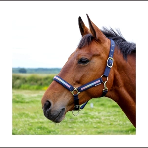 Hy Equestrian Mystic Head Collar - Navy/Rainbow Dust