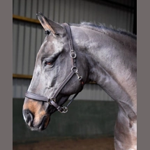 Whitaker Ready To Ride ..