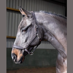 Whitaker Ready To Ride Leather Headcollar Black Black