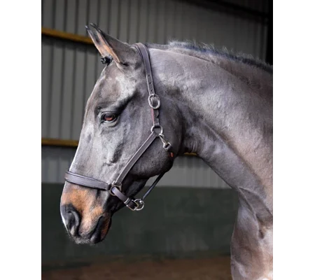 Whitaker Ready To Ride Leather Headcollar Black Black