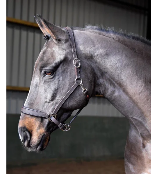Whitaker Ready To Ride Leather Headcollar Black Black