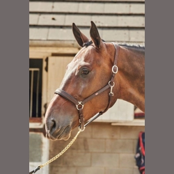 Whitaker Ready To Ride Leather Headcollar Havana