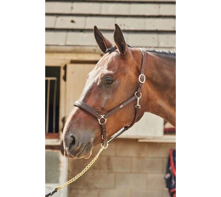 Whitaker Ready To Ride Leather Headcollar Havana