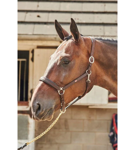 Whitaker Ready To Ride Leather Headcollar Havana
