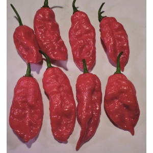 Rare Pepper Seeds – Including Trinidad Scorpion CARDI & 7 Pot Douglah