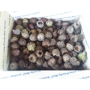 Sawtooth Oak Acorn Caps. Many hundreds included in package.