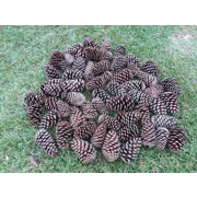 Pine Cones from Southern Yellow Pine - Species Loblolly