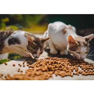 Food token