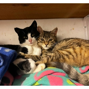 Valentine's Day Cuddles