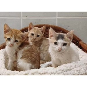 Vaccinate 1 kitten/cat