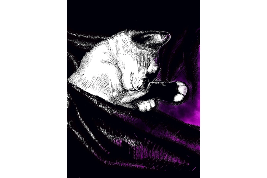 Sleeping pet print Sleeping pet print