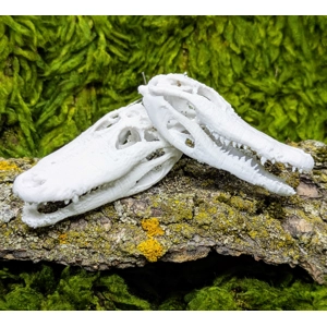 Alligator Skull Earrings