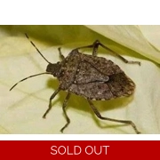 Custom Orders - confirmation and payment