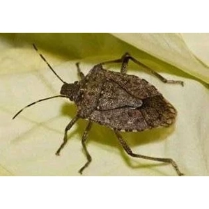 Custom Orders - confirmation and payment