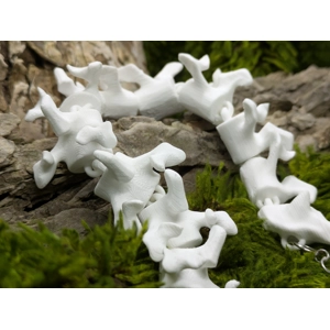 Human Spine Bracelet (larger bones)