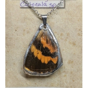 Underwing Moth Wing Necklace