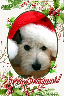 Westie Elf Christmas Flag