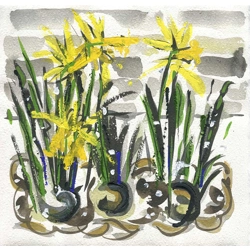 Daffodils III