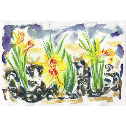 Daffodils