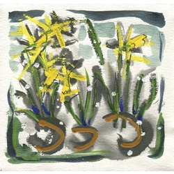 Daffodils IV