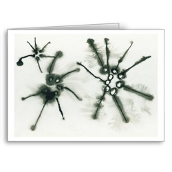 Diatoms - card Diatoms - card
